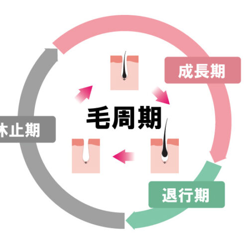 毛周期と効果