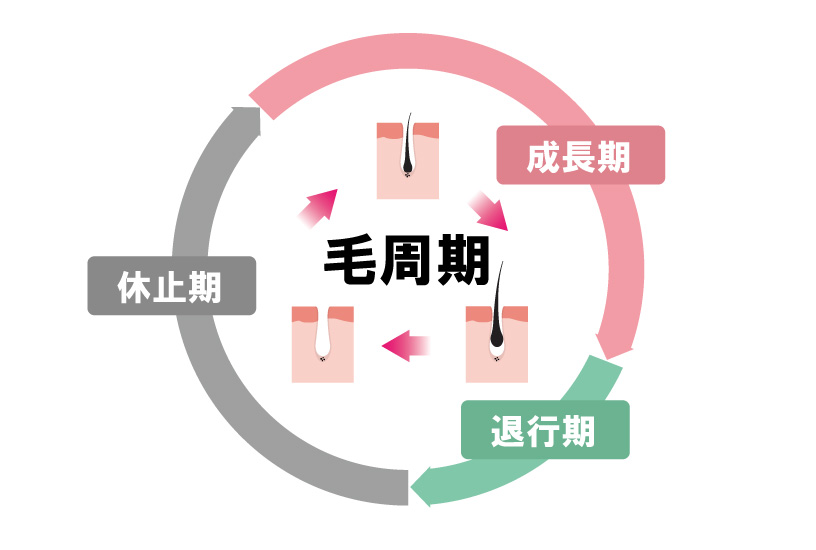 毛周期と効果